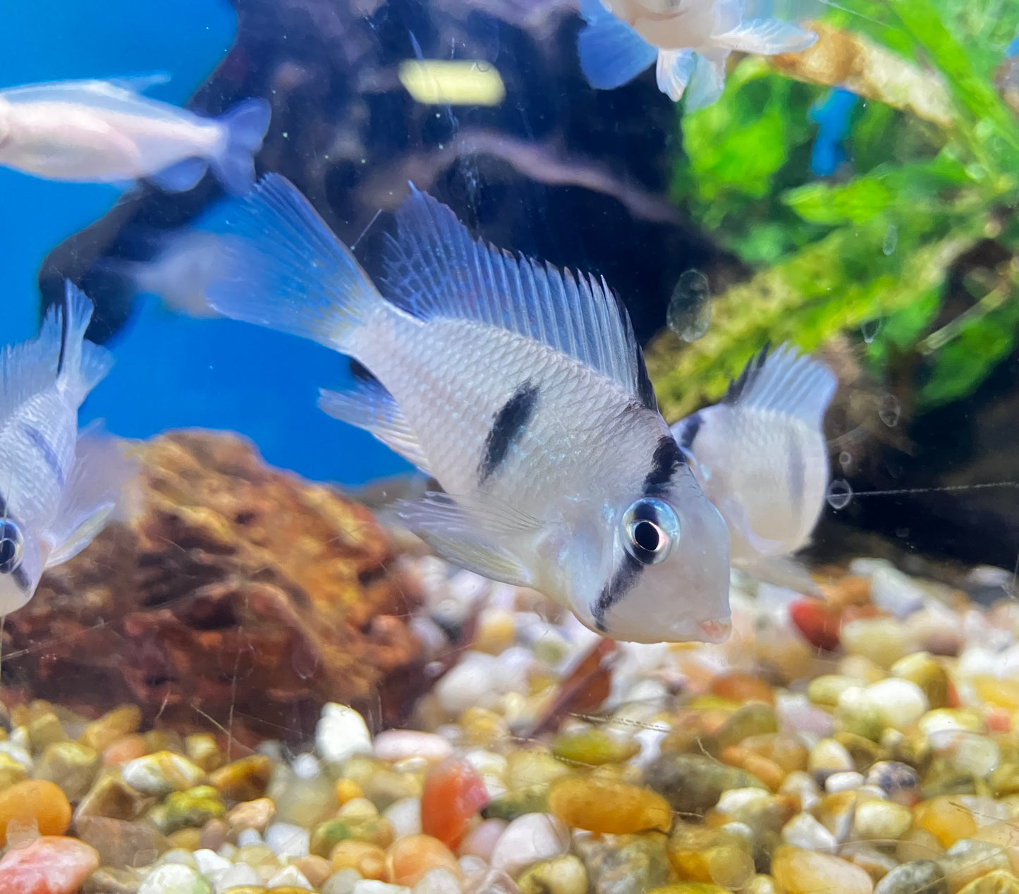 Bandit Cichlid (Guianacara dacrya) 1-2”