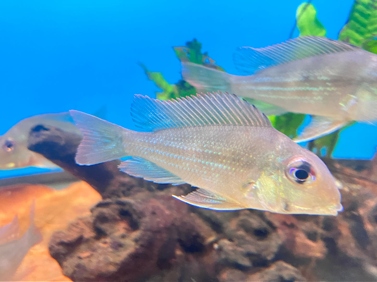 Geophagus winemilleri 2-3”