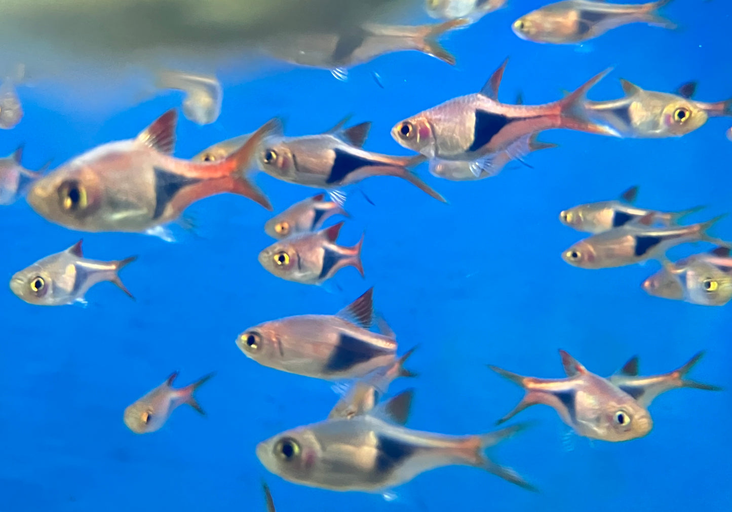 Harlequin Rasbora (Trigonostigma heteromorpha) 10-Pack