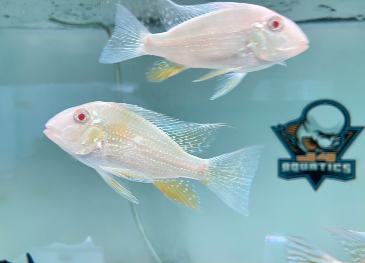 Albino Threadfin Acara (Acarichthys heckelii ‘albino’) 2-3”