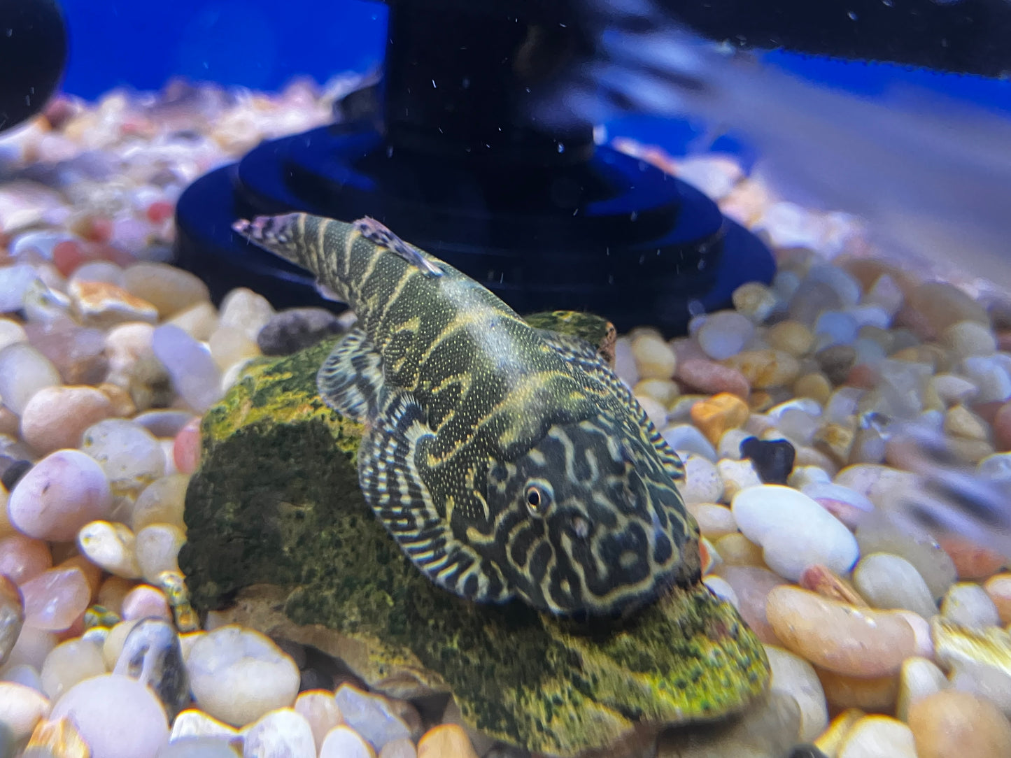 Neon Borneo Hillstream Loach (Gastromyzon lepidogaster)