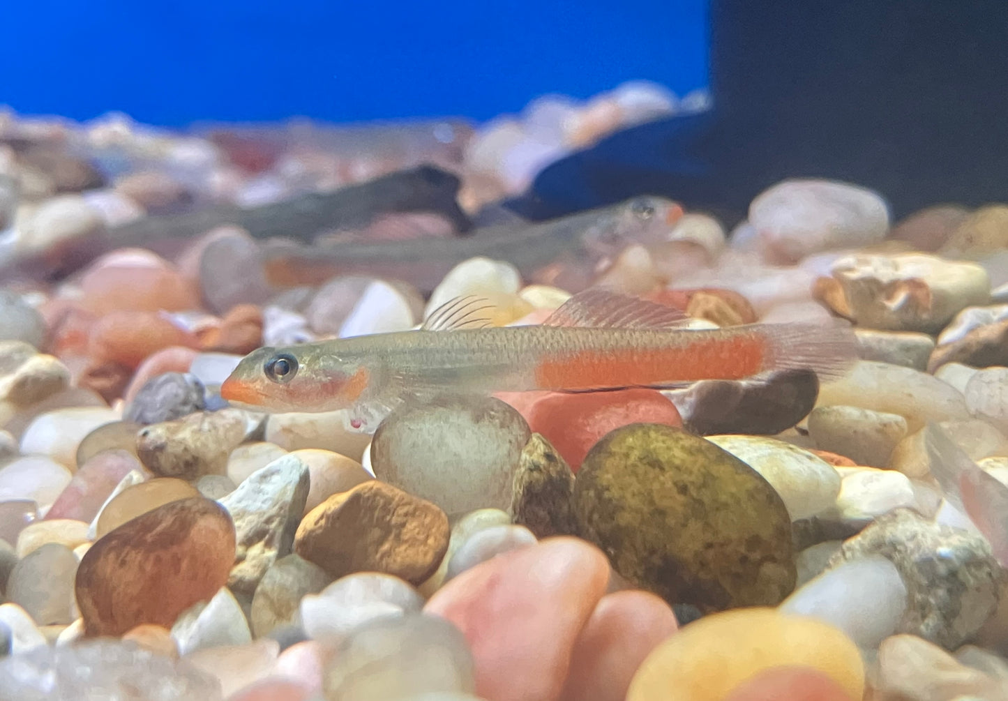 Red Lipstick Goby (Sicyopus rubicundus)