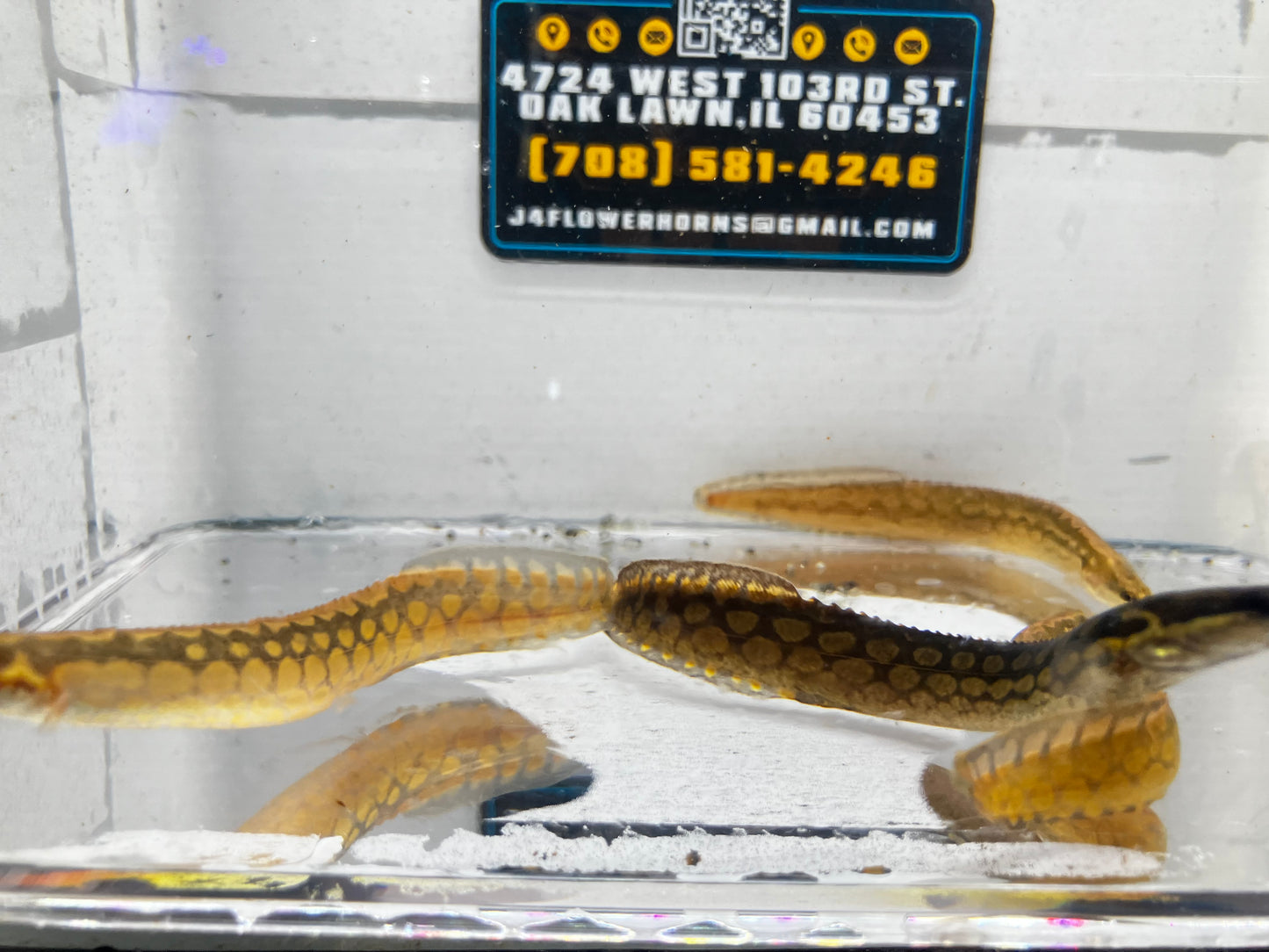 Tire Track Eel (Mastacembelus armatus) 3-4”