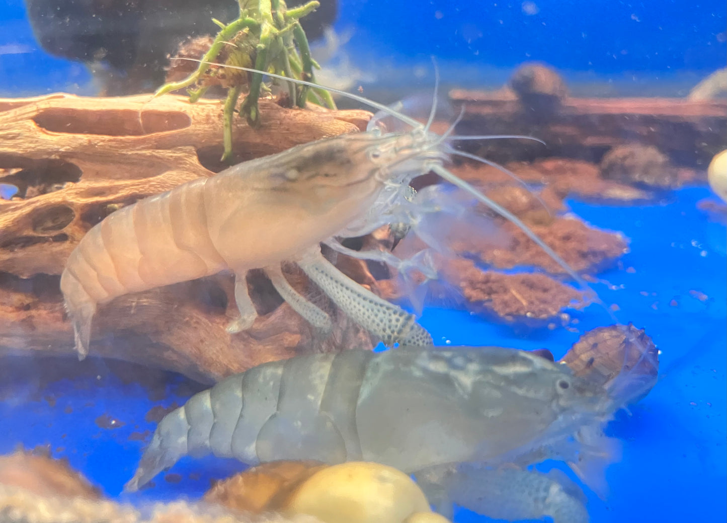 Vampire Shrimp 2-3” (Atya gabonensis)