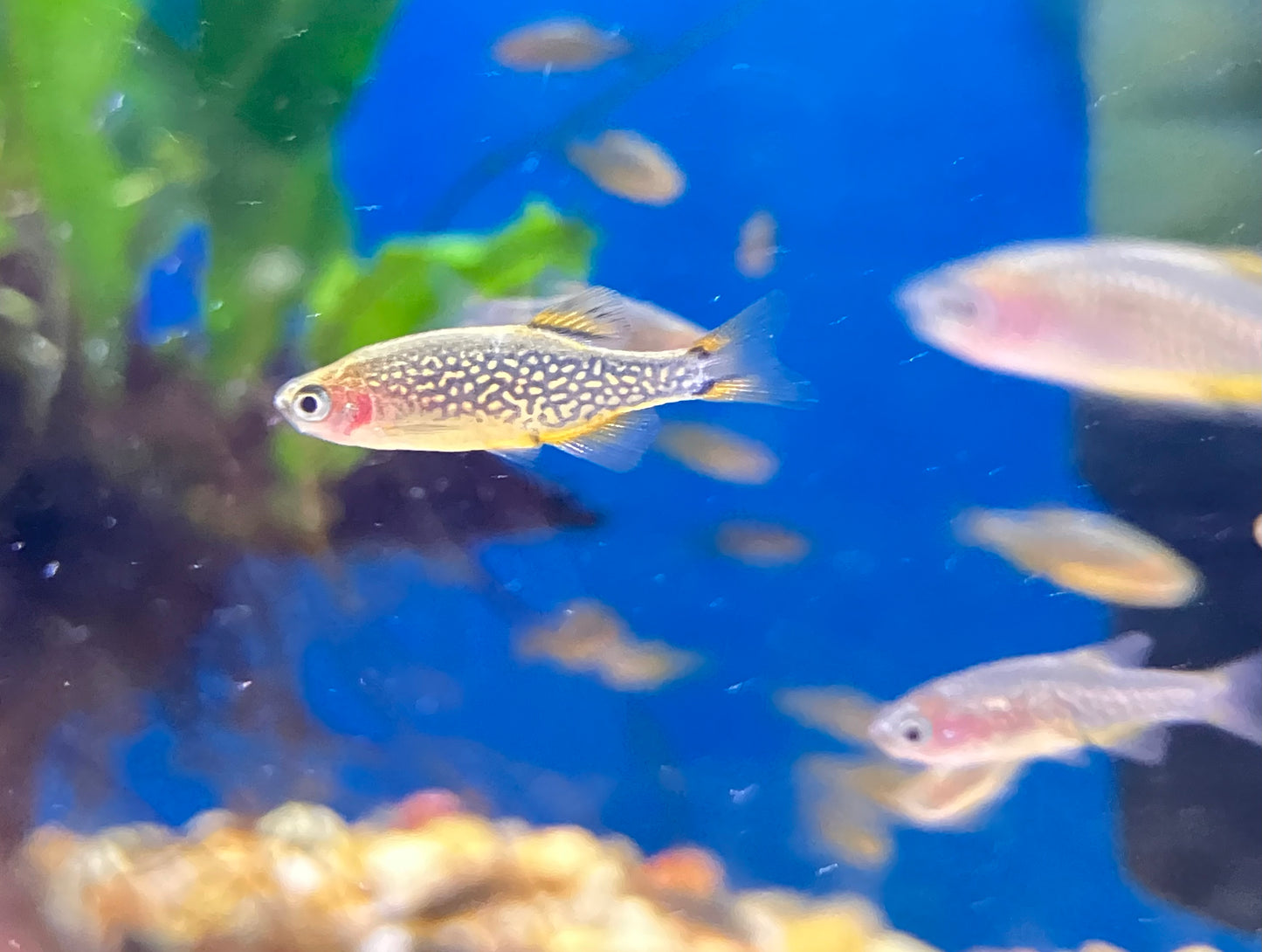 Galaxy Rasbora / Celestial Pearl Danio (Celestichthys margaritatus) (10-Pack)