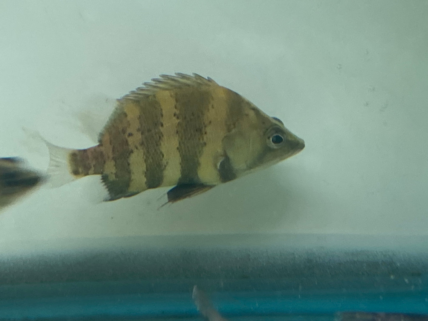 New Guinea Tiger Datnoids / NGT 7"