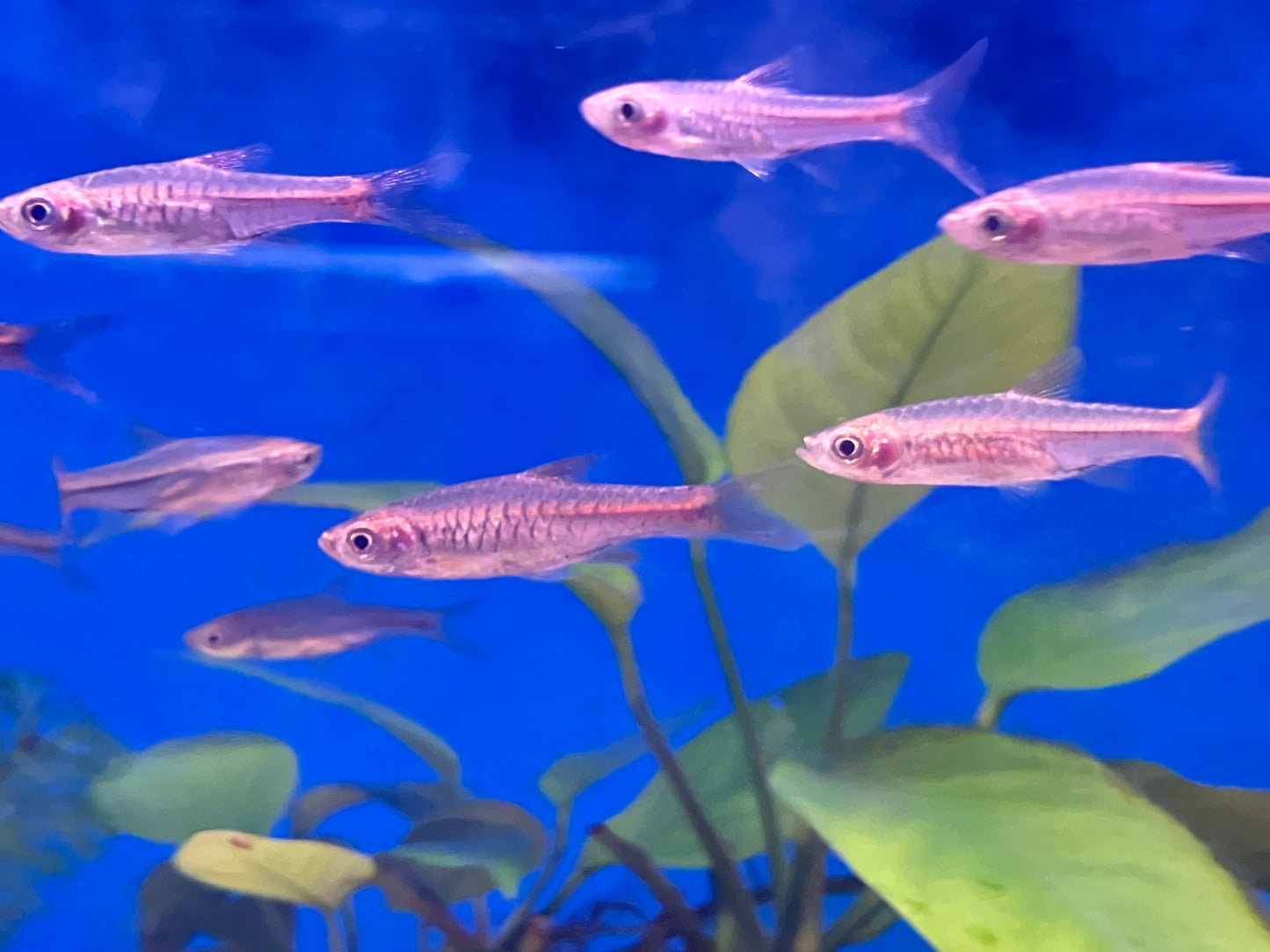 Volcano Rasbora (Rasbora vulcanus) 1-2” (6-Pack)
