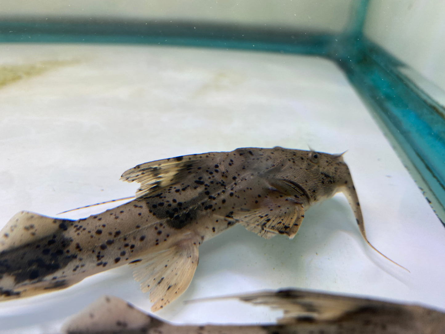 Goonch Catfish " Bagarius yarrelli " 8-10"