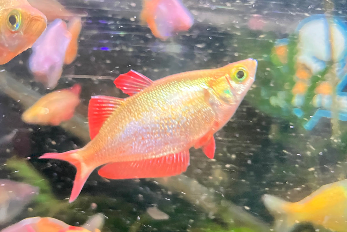 New Guinea Red Rainbowfish (Glossolepis incisus) 3” male (3-Pack)