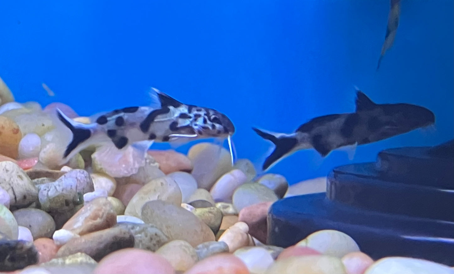 Synodontis polli “White” 1”