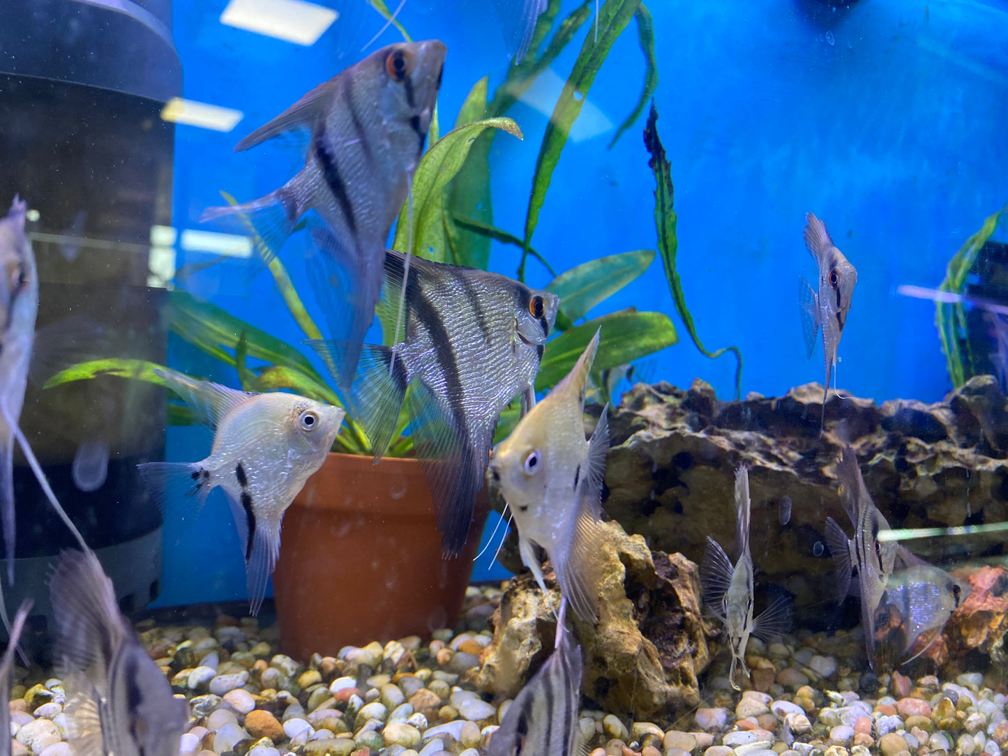 Pearl Scale Angelfish 3"-4"
