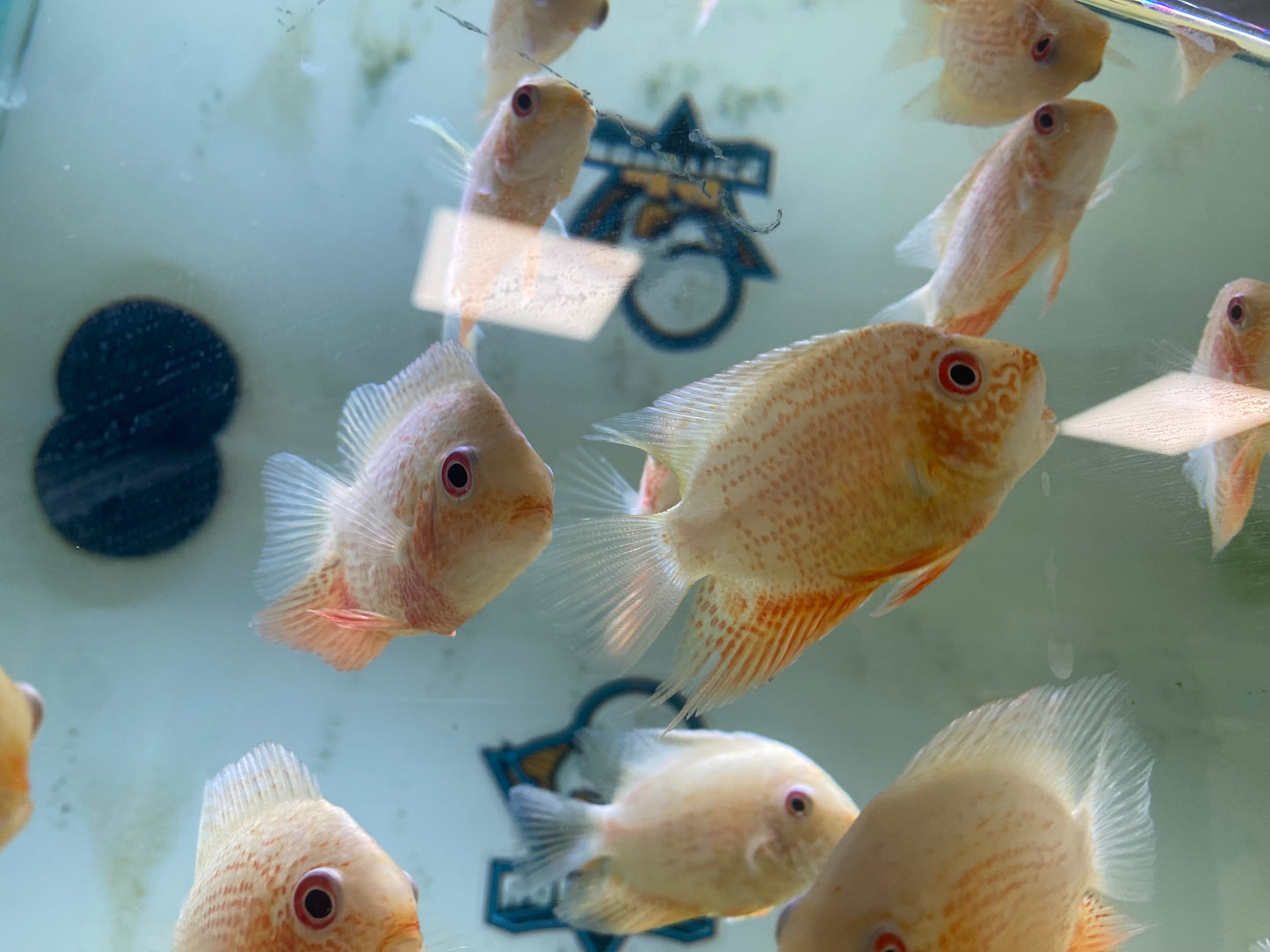Red Spotted Severum