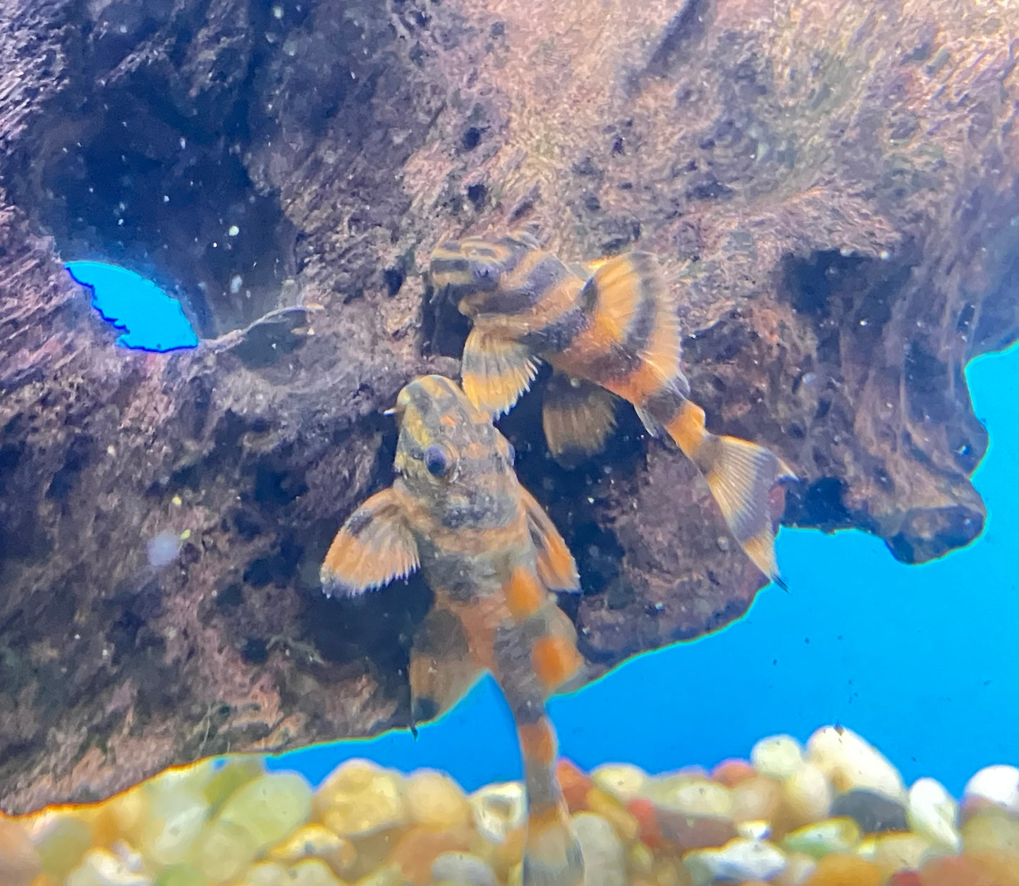 L306 Blood Red Tiger Pleco (Panaqolus claustellifer)