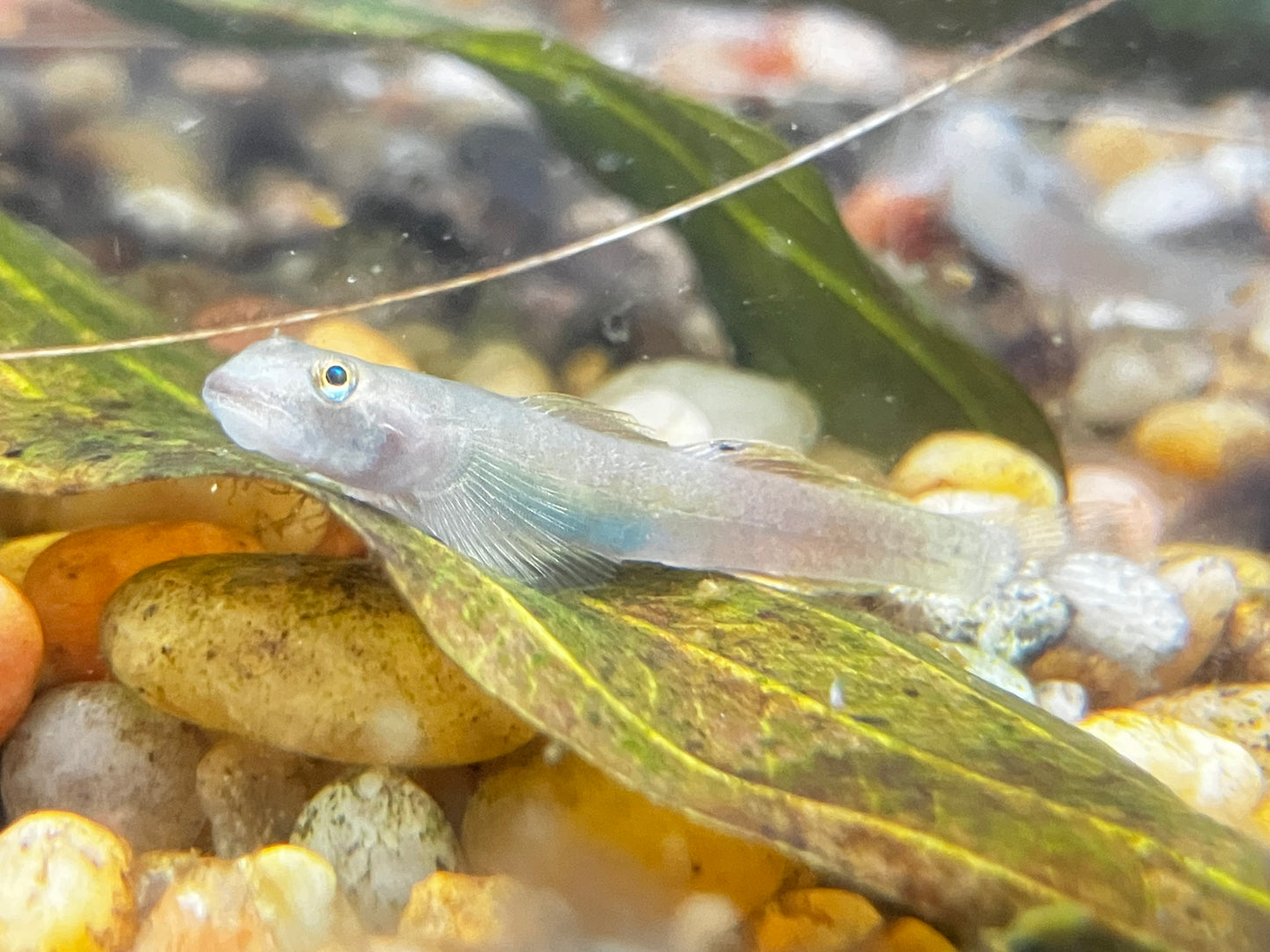Papuan Red Goby (Lentipes cf. multiradiatus)