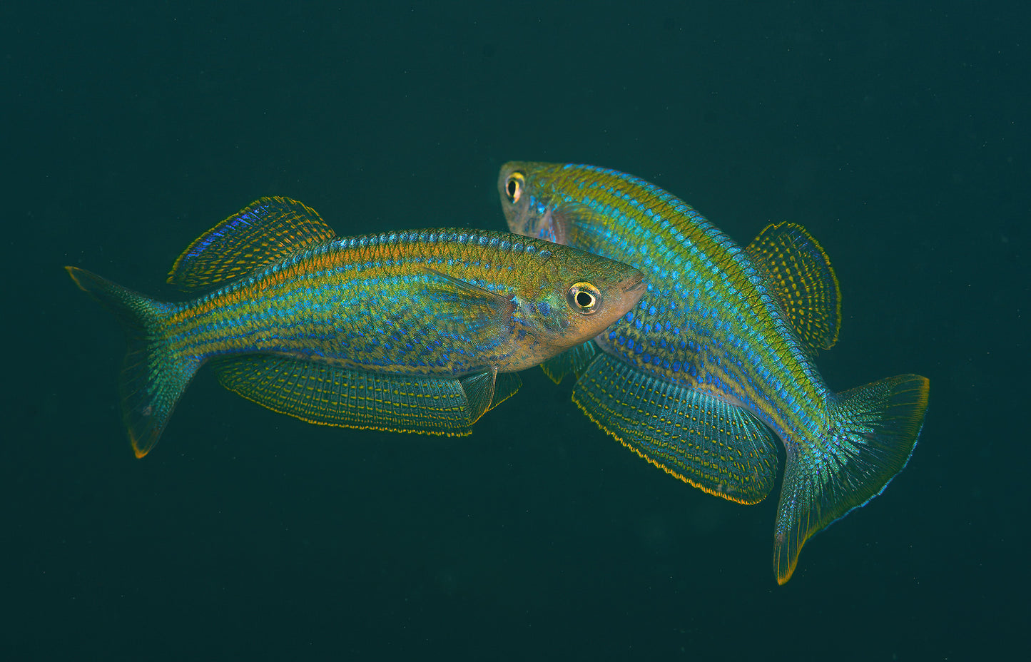 Tanganyika Killifish (Lamprichthys tanganicanus) 1”