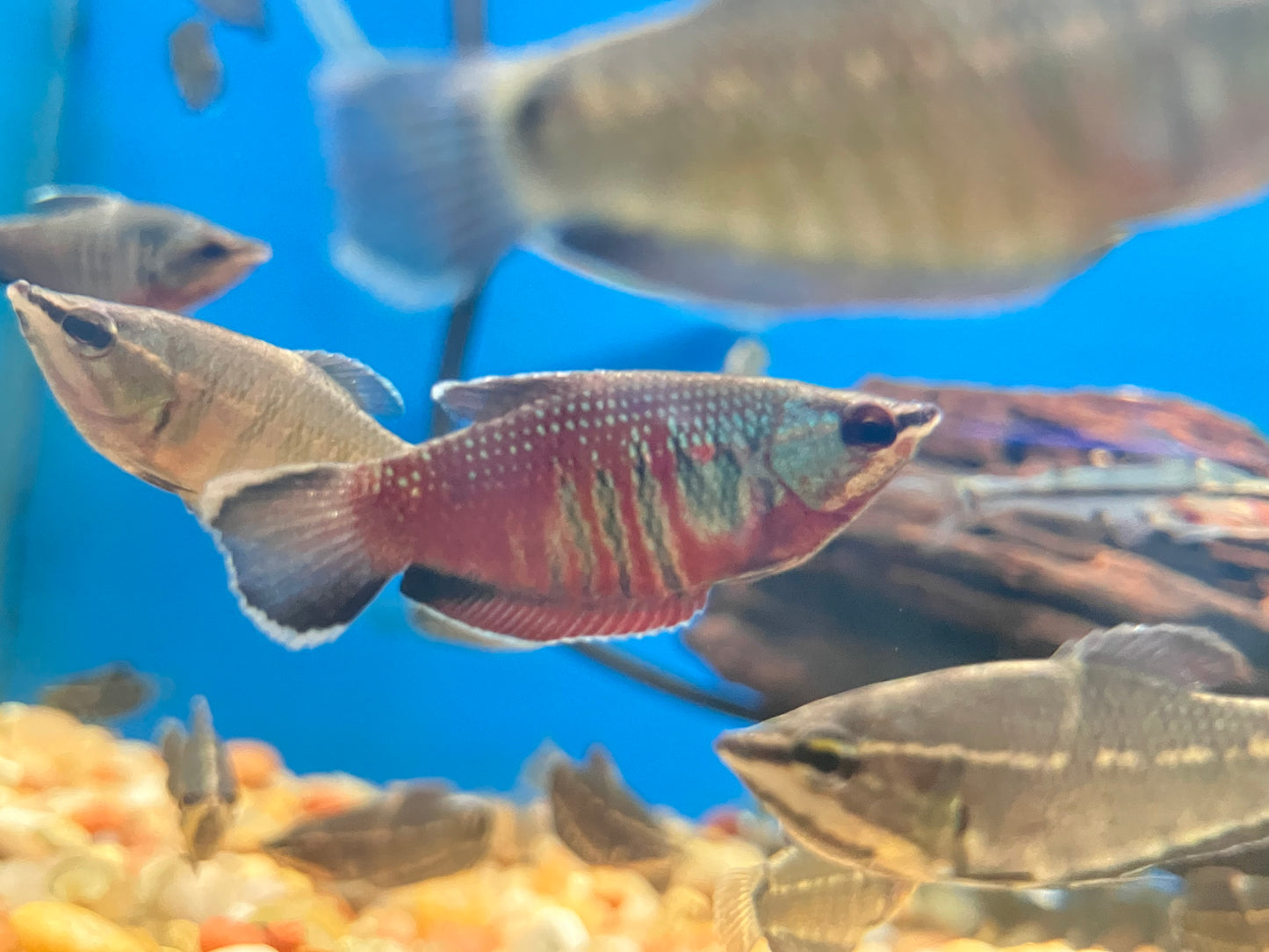 Samurai Gourami (Sphaerichthys vaillanti)