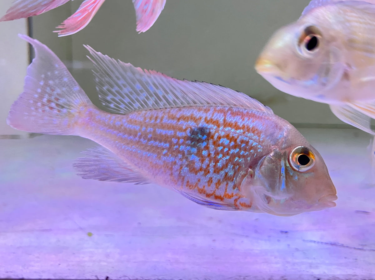 Geophagus Sveni 3"-4"