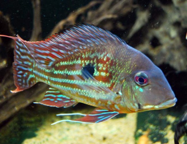 Geophagus Winemilleri 1.5”