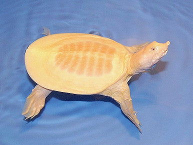 Albino Softshell Turtle 4"