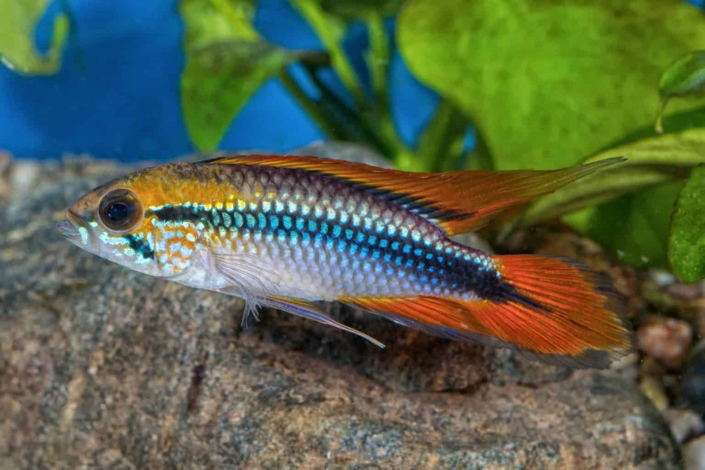 Apistogramma Agassizii 1" double red
