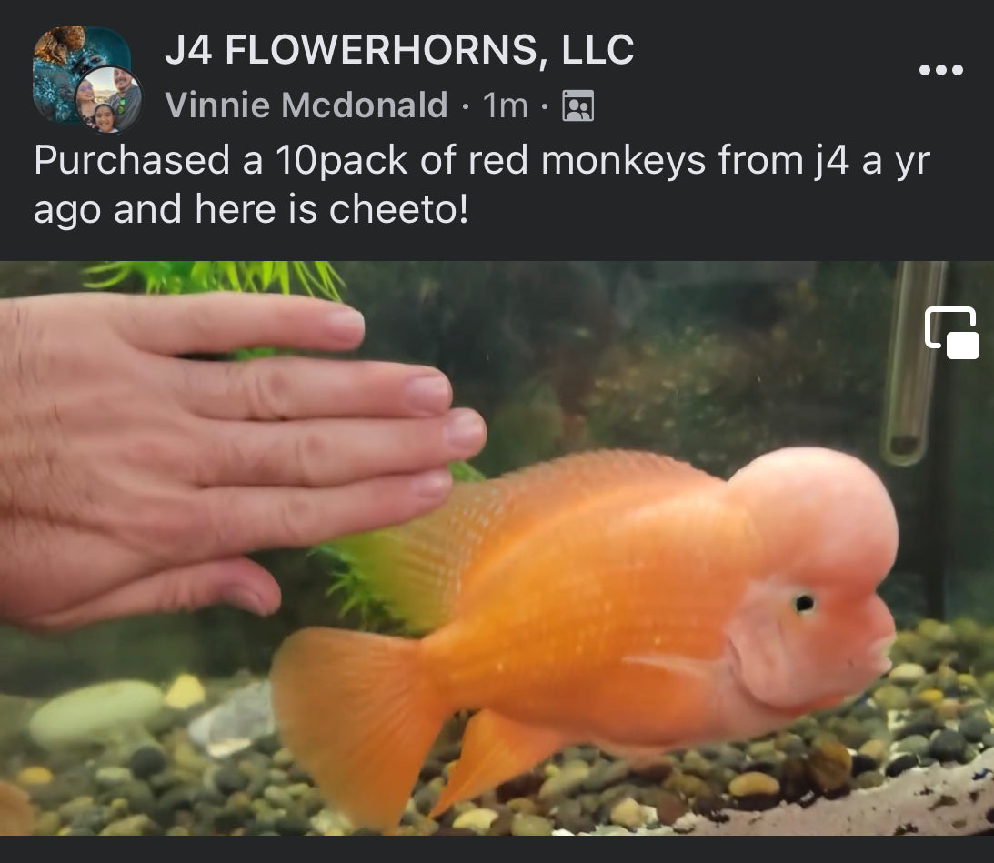 Super Red Monkey Fry Pack ( 5 Pack )