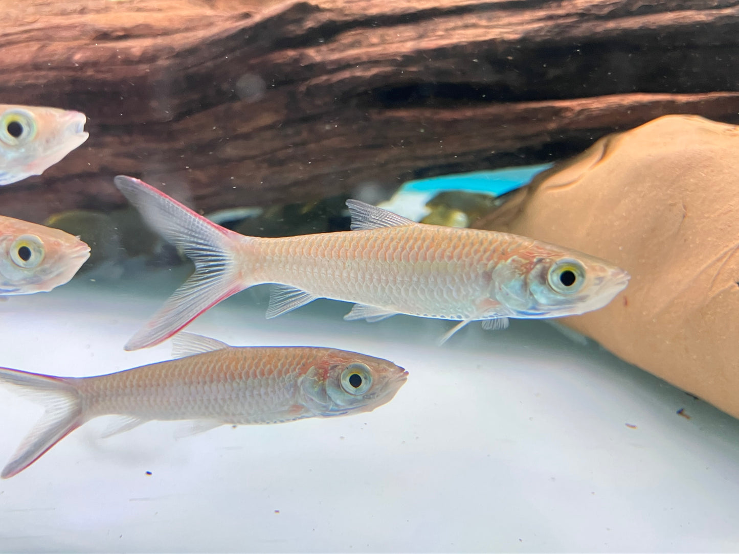 Red Cheeked Sultan (Leptobarbus melanopterus)