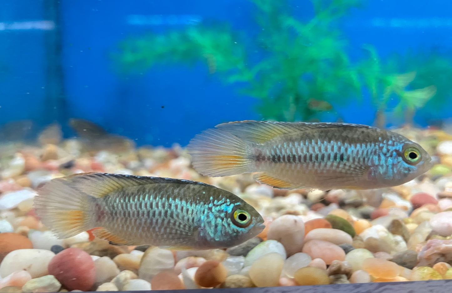 Nannacara anomala - Golden Eye Dwarf Cichlid