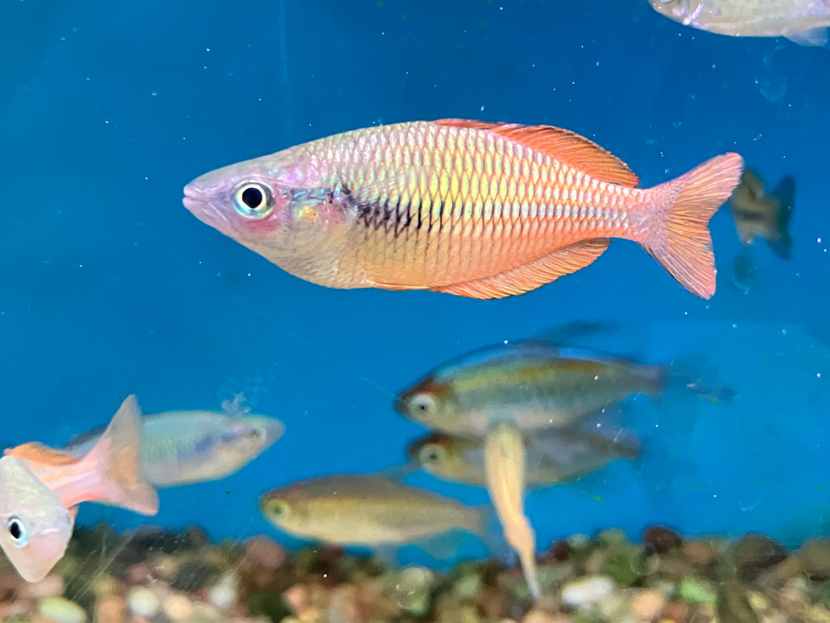 Lake Kurumoi / Sunset Dwarf Rainbowfish (Melanotaenia parva)