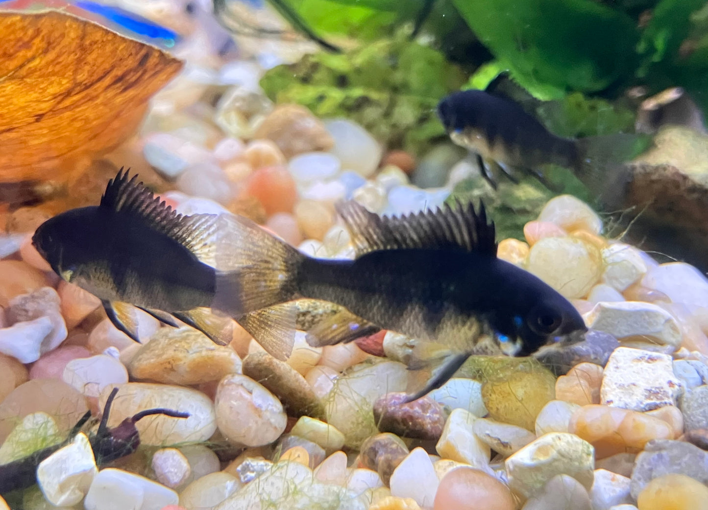Black Ram (Mikrogeophagus ramirezi)
