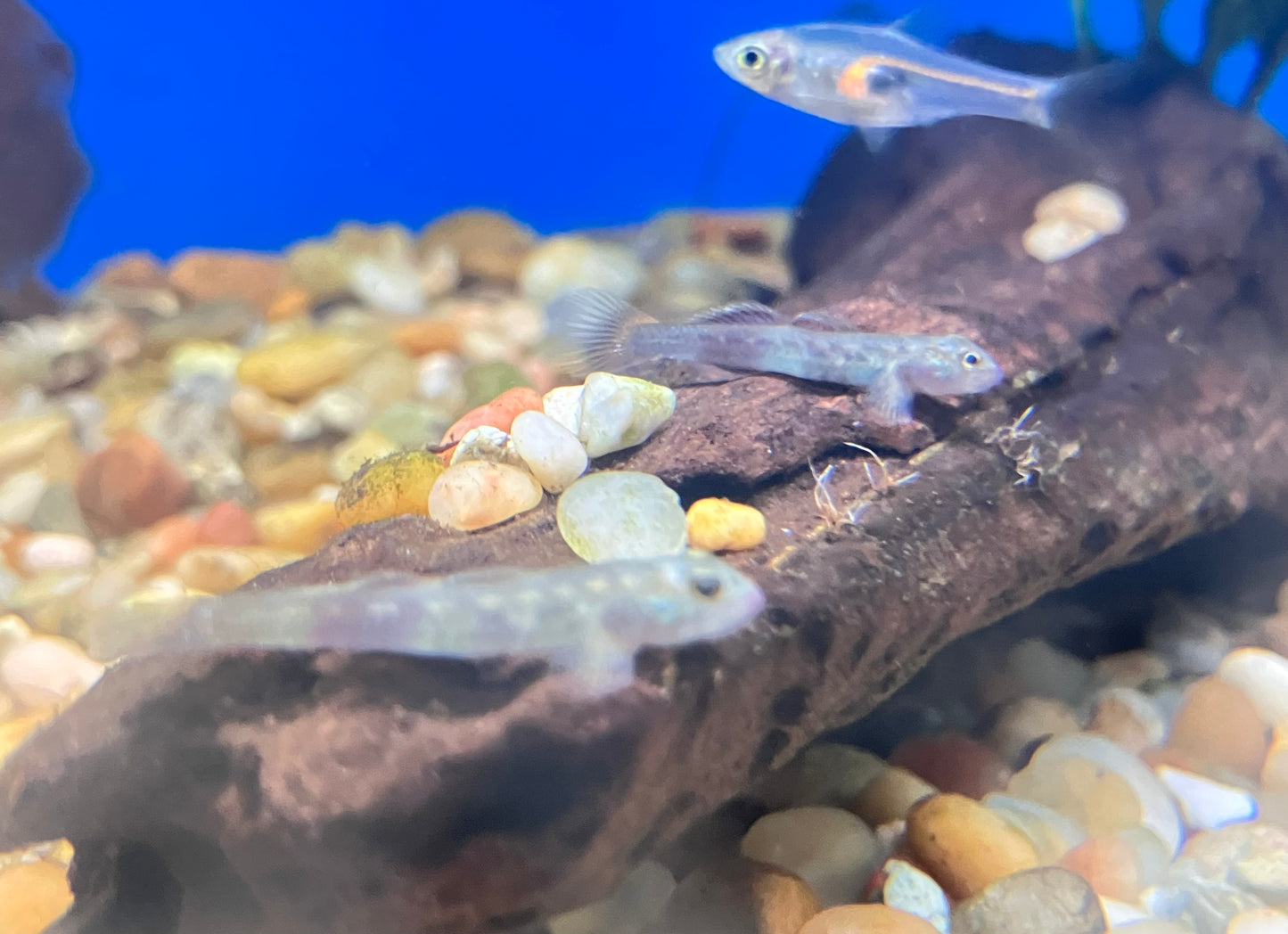 Venus Goby (Lentipes venustus) 1”