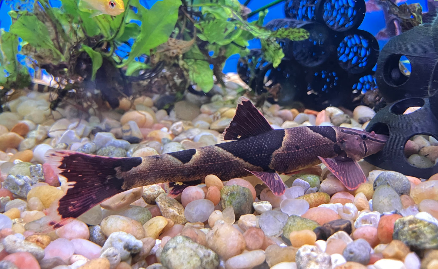 Saddleback / Red Lizard Loach (Homaloptera orthogoniata) 4”