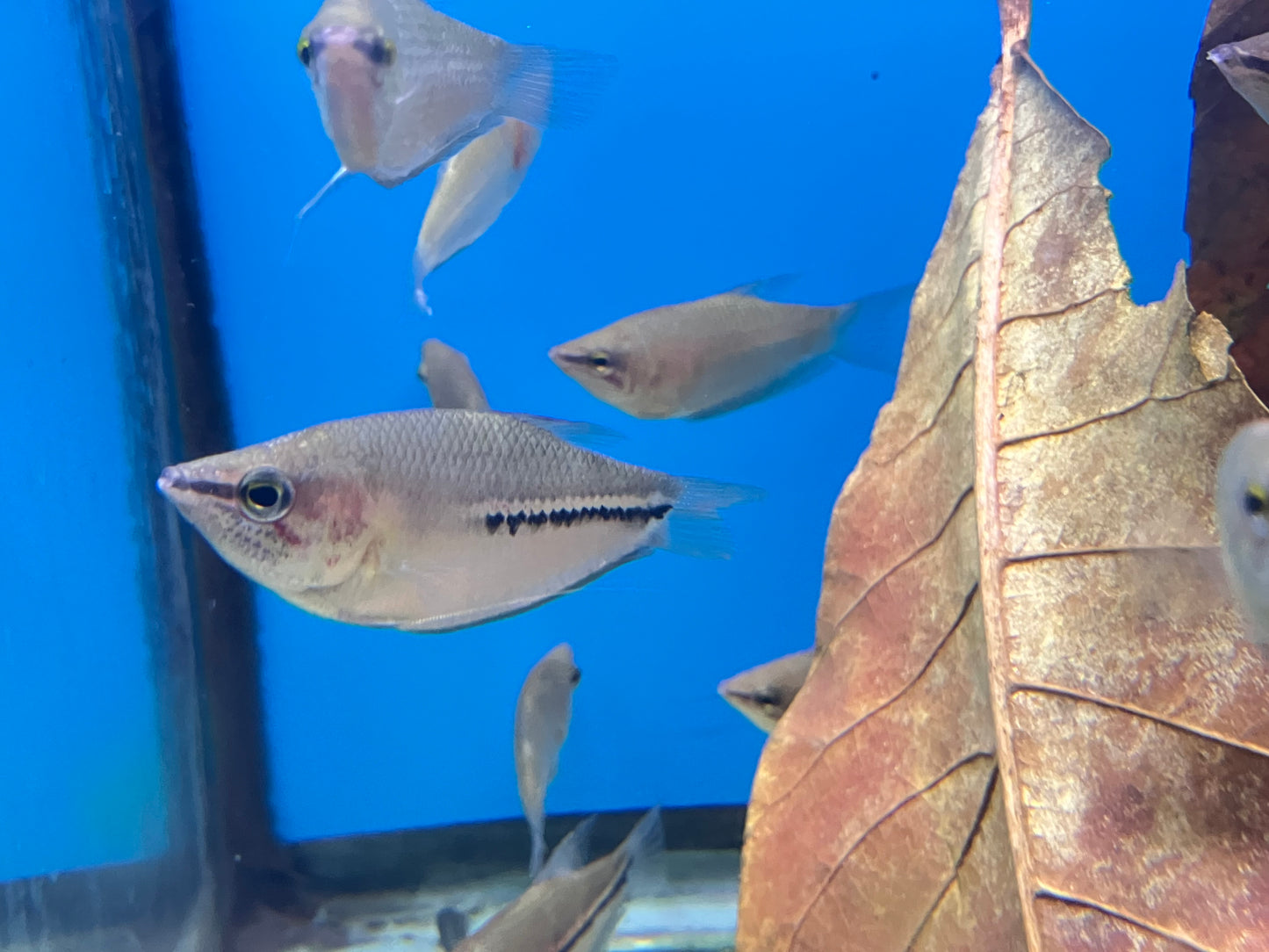 Giant Chocolate Gourami (Sphaerichthys acrostoma)