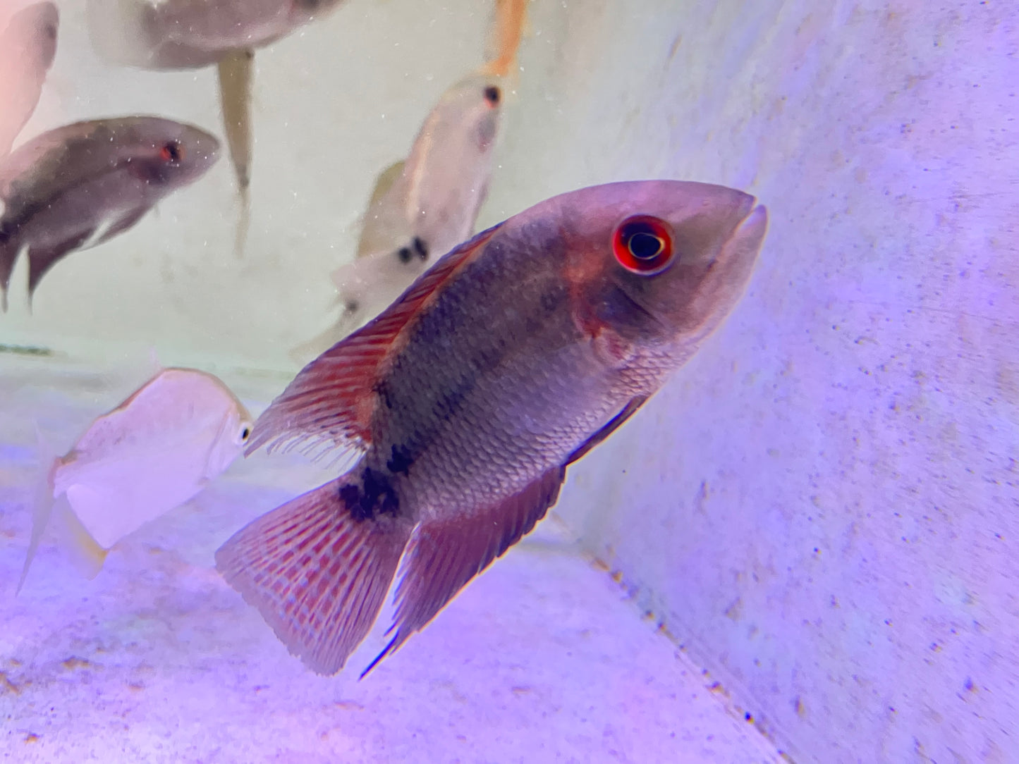 Chocolate Cichlid (Hypselecara temporalis) 2-3”