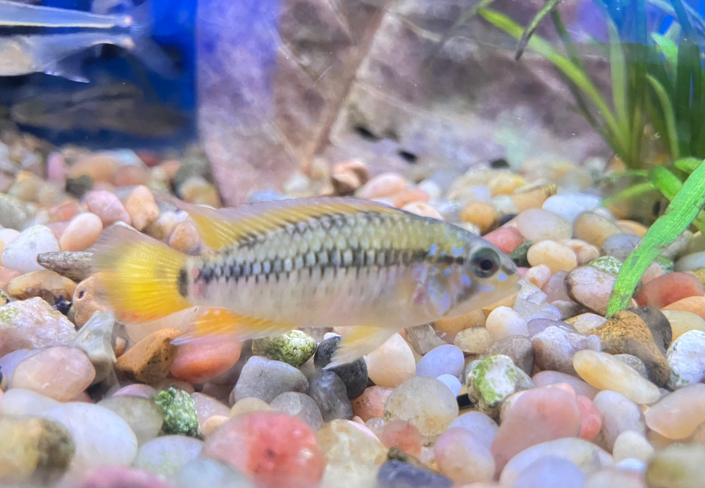 Apistogramma macmasteri 1-1.5”