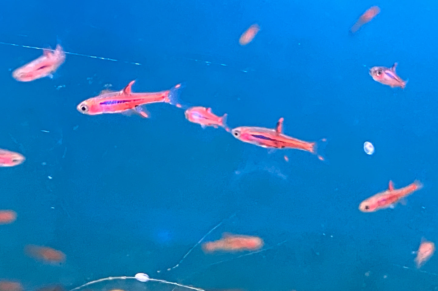 Chili Rasbora (Boraras brigittae) (6-Pack)