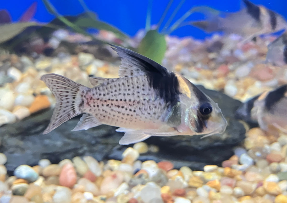 CW027 Spotted Hi Fin Cory (Hoplisoma cf. brevirostris) 2”