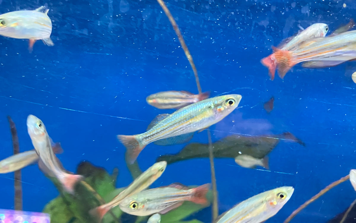 Western Rainbowfish (Melanotaenia australis) 1-2” unsexed