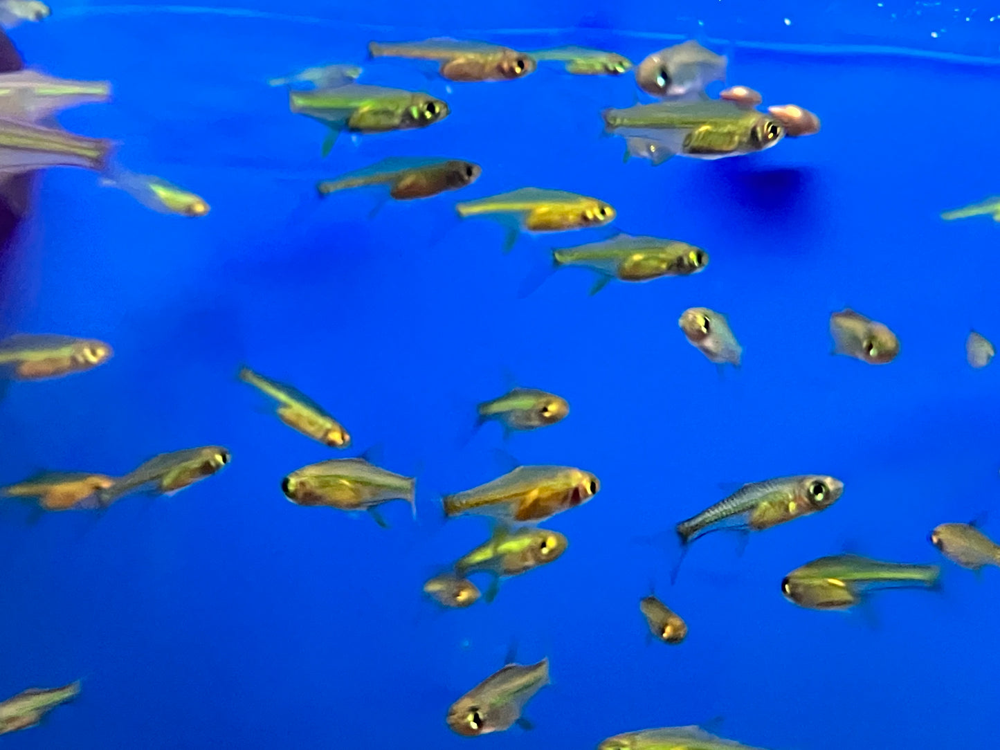 Kubotai / Neon Green Rasbora (Microdevario kubotai) (Pack of 10 fish)