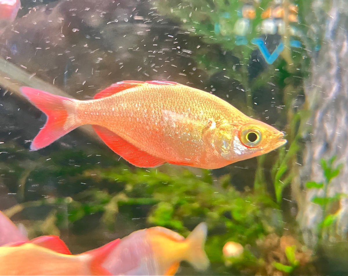 New Guinea Red Rainbowfish (Glossolepis incisus) 3” male