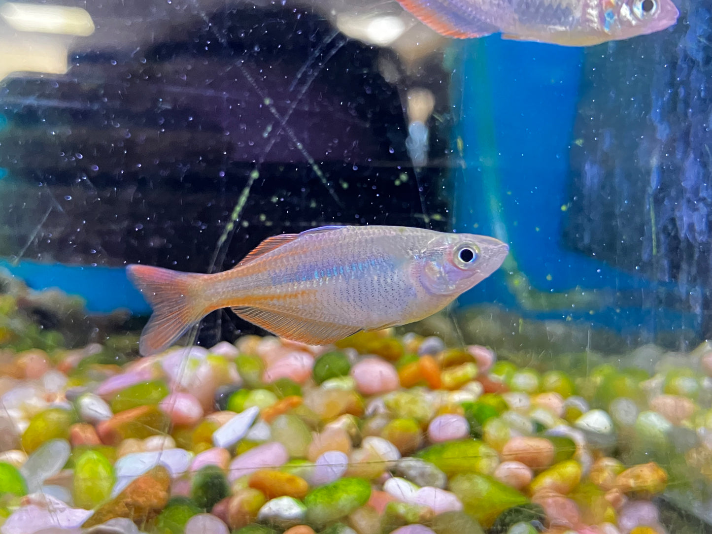 Chilatherina sp. Upper Tor Rainbowfish 2”