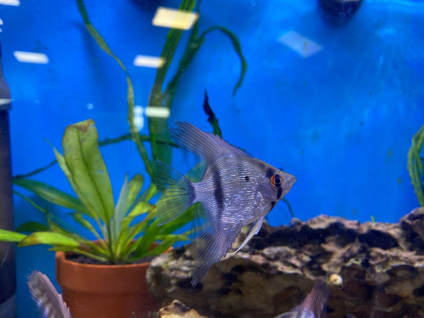 Pearl Scale Angelfish 3"-4"