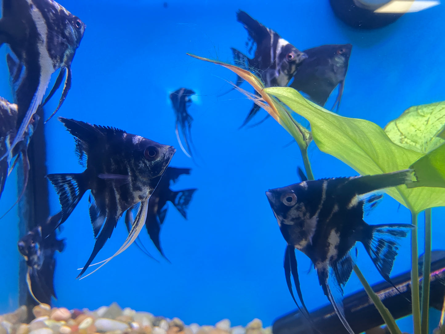 Marble Angelfish
