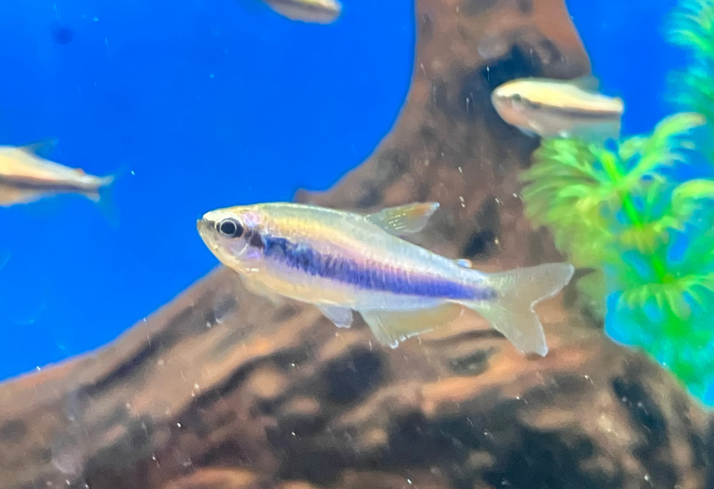 Blue Emperor Tetras ( 5 PACK ) Inpaichthys kerri