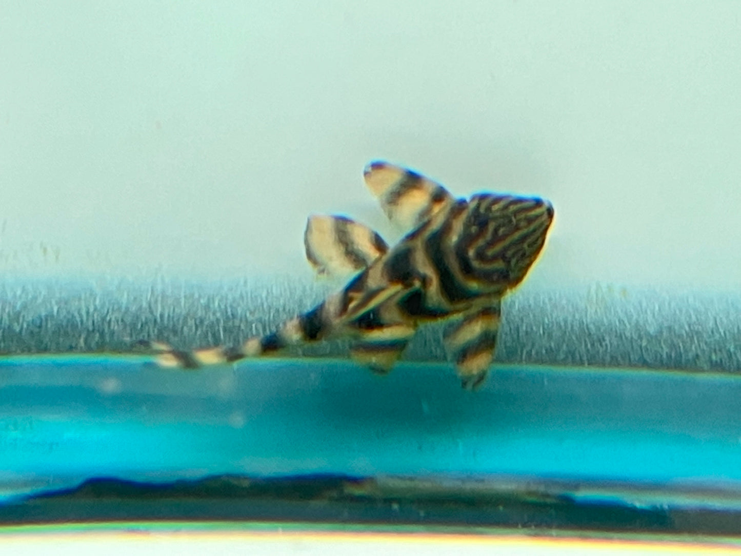 L002 Tiger Pleco (Panaqolus sp.) 2”