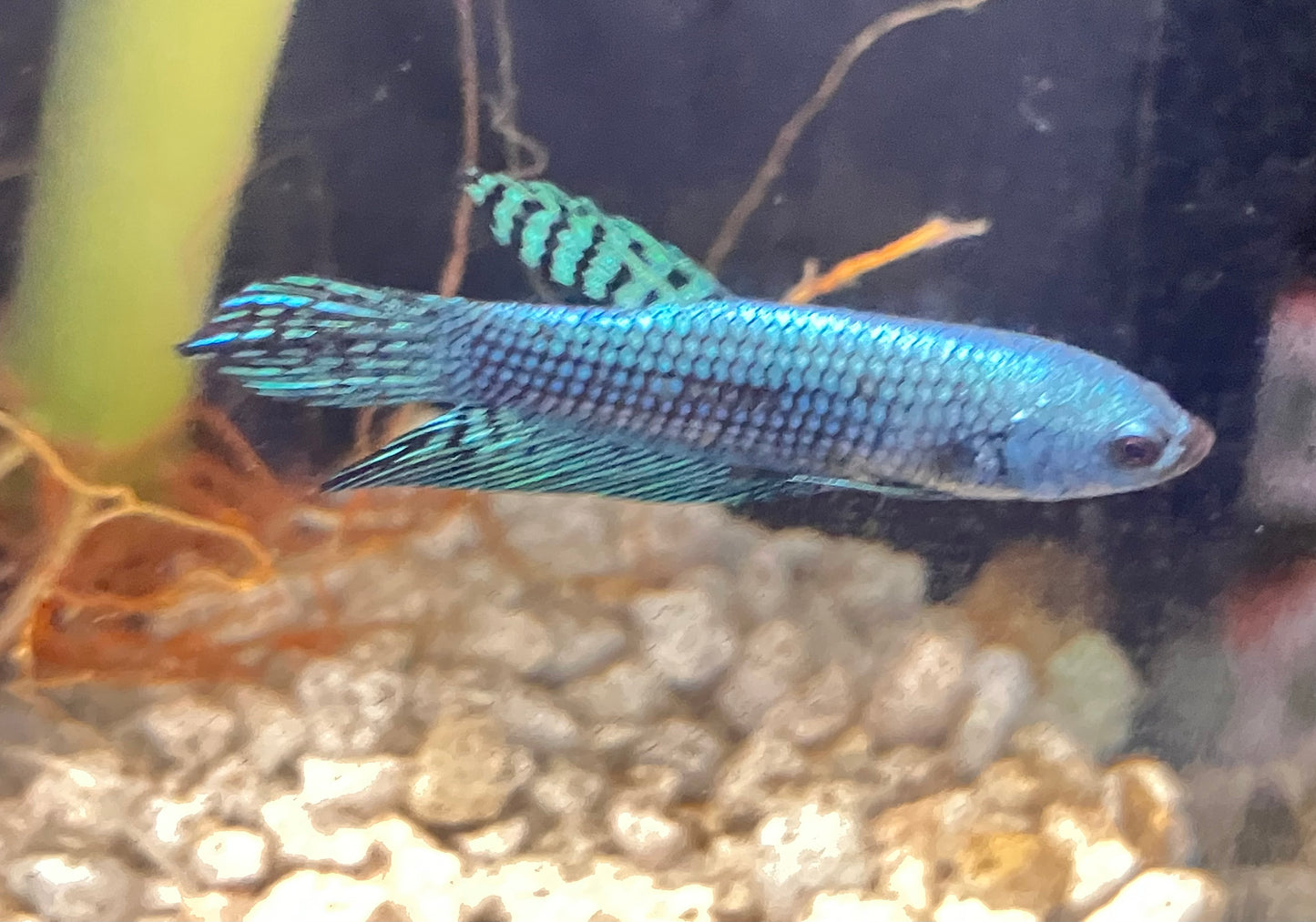 Alien Betta, Turquoise (male)