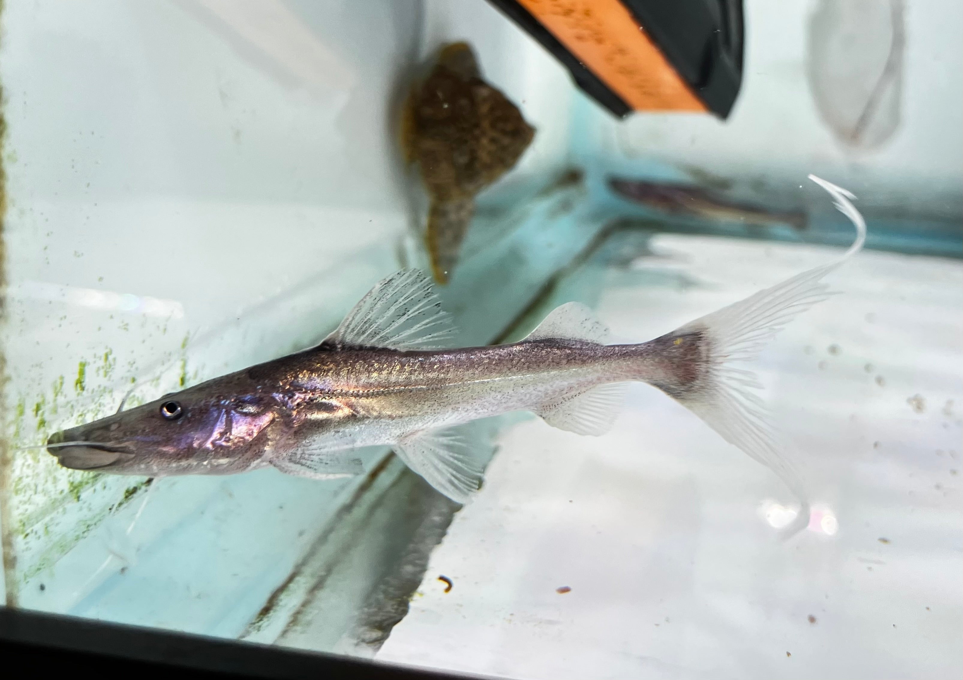 Dorado Catfish 4” – J4 aquatics