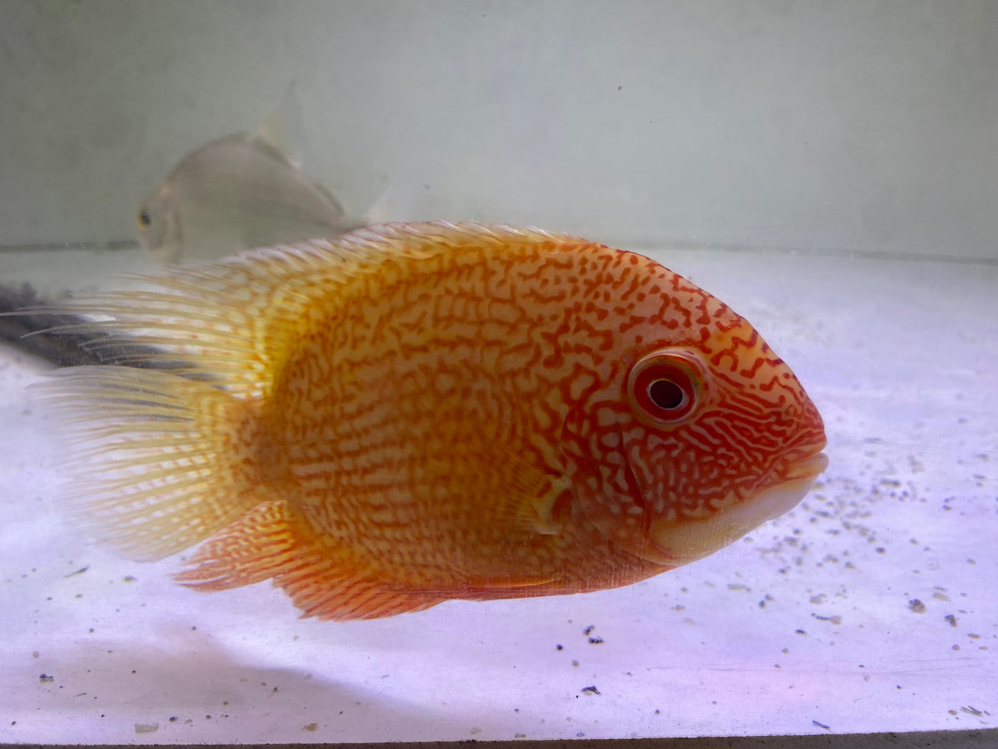 Red spotted golden severums 4-5"