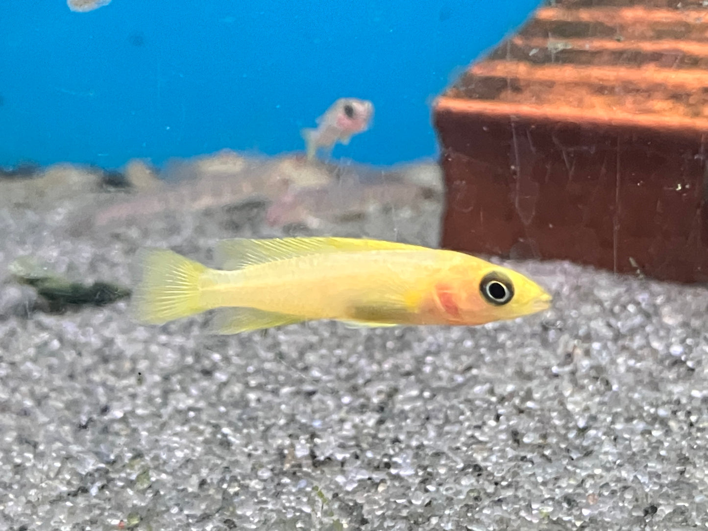 Neolamprologus leleupi - Lemon Cichlid 1-1.5”