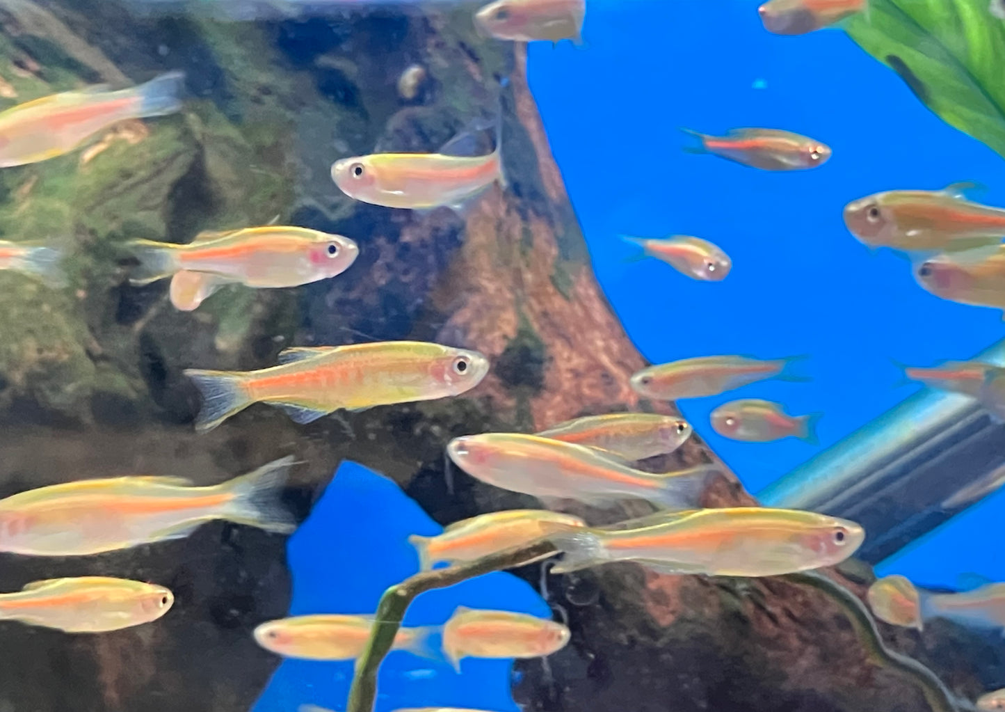 Glowlight / Choprae Danio (10-Pack)
