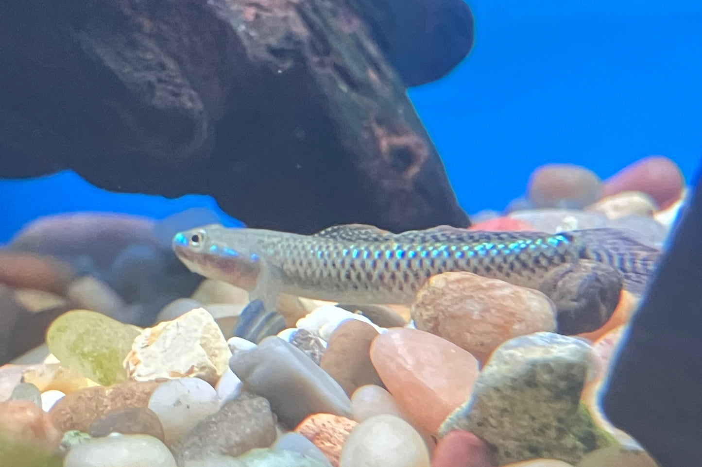 Black Kumpay Goby (Stiphodon atropurpureus)